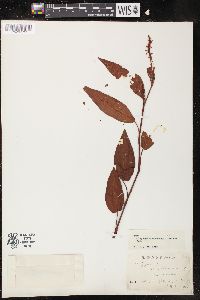 Polygonum muhlenbergii image