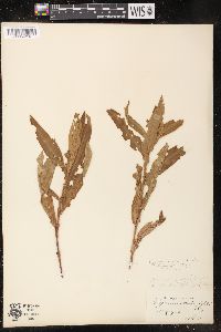 Persicaria amphibia var. stipulacea image