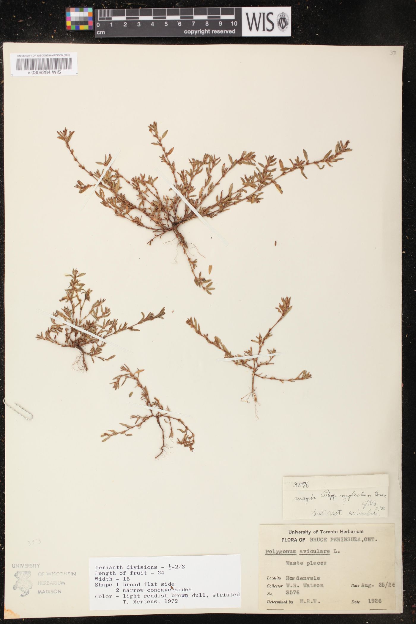 Polygonum bellardii image