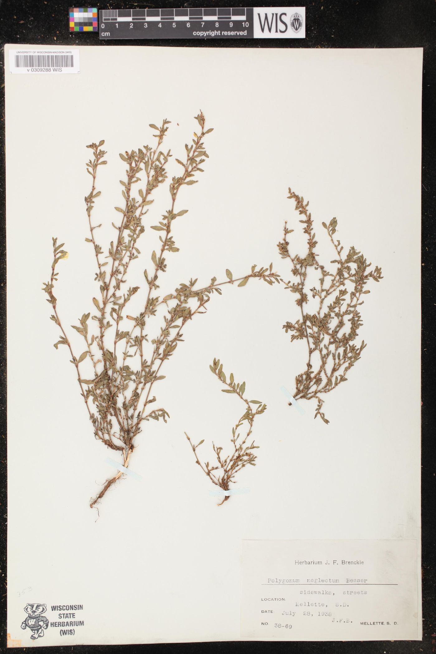 Polygonum bellardii image