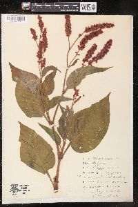 Persicaria orientalis image