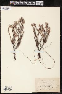 Polygonum paronychia image