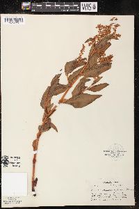 Image of Polygonum phytolaccifolium