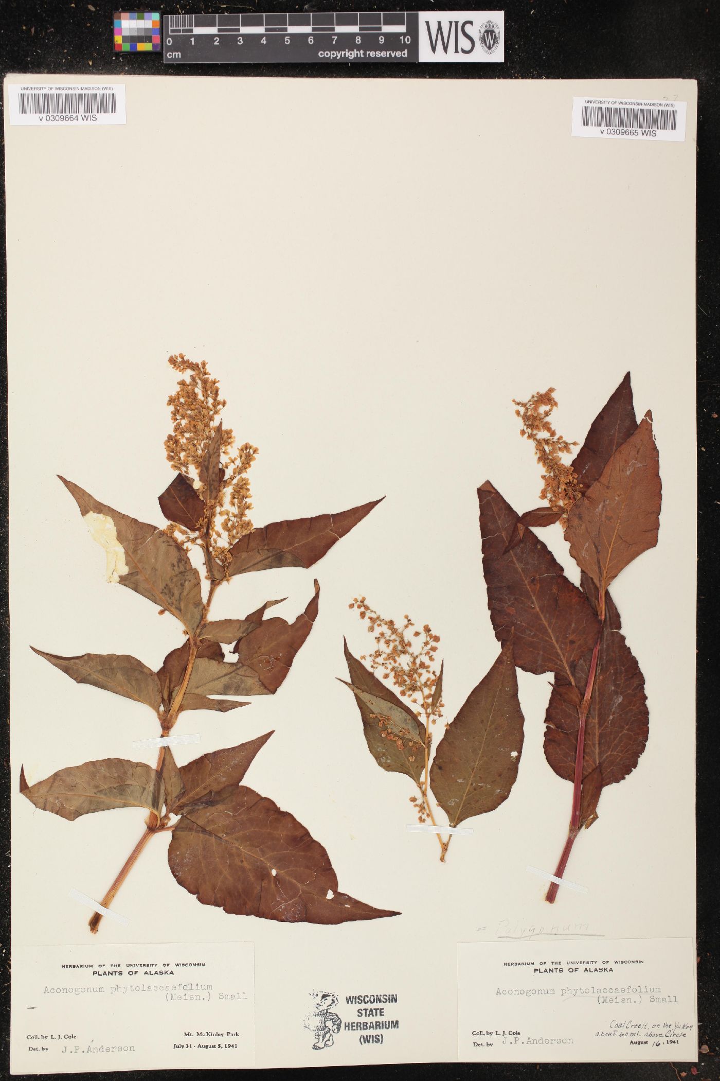 Polygonum phytolaccaefolium image