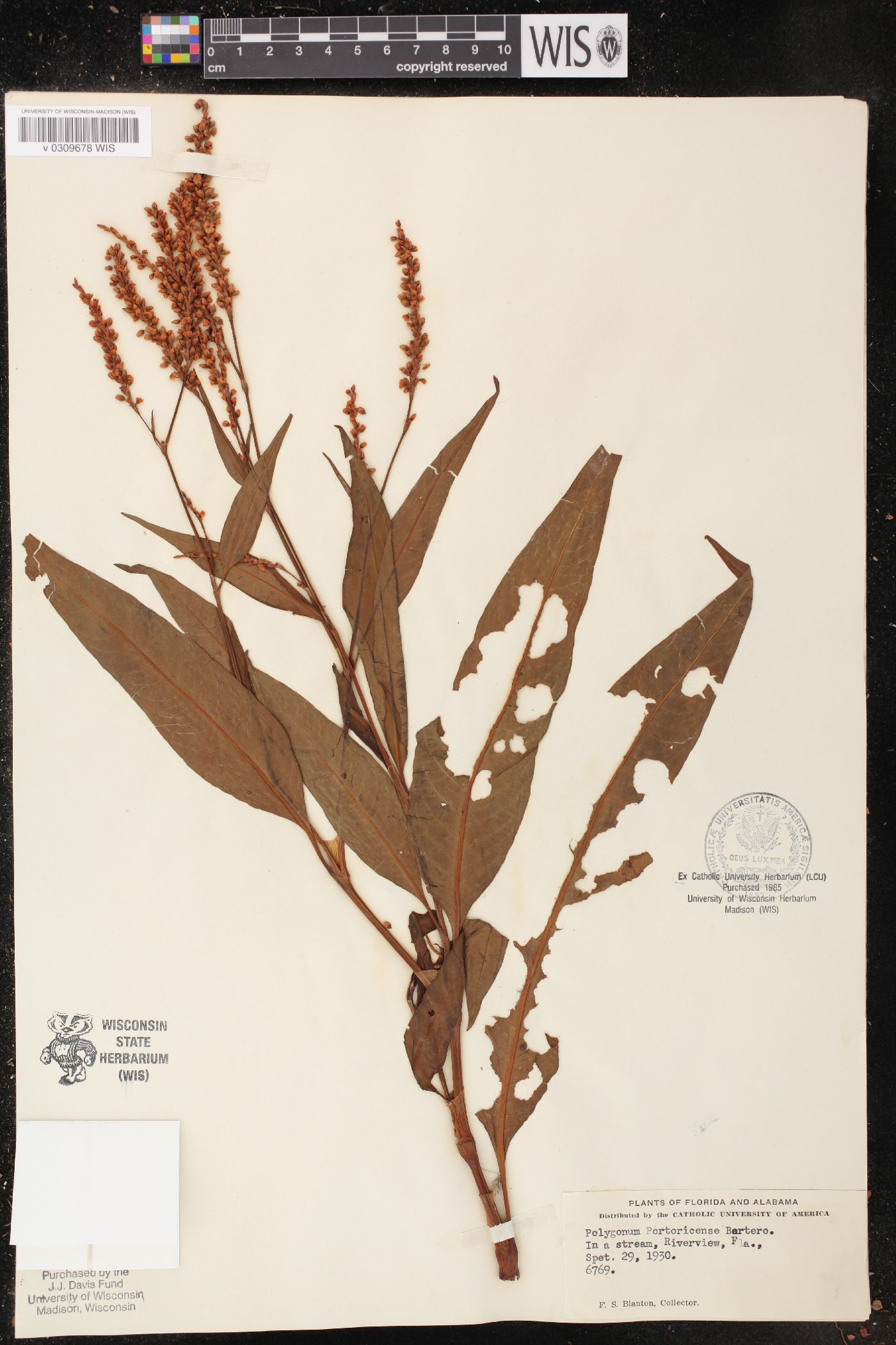 Polygonum portoricense image