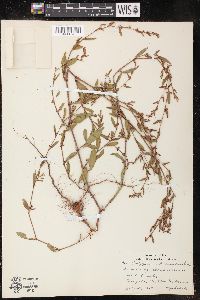 Polygonum procumbens image