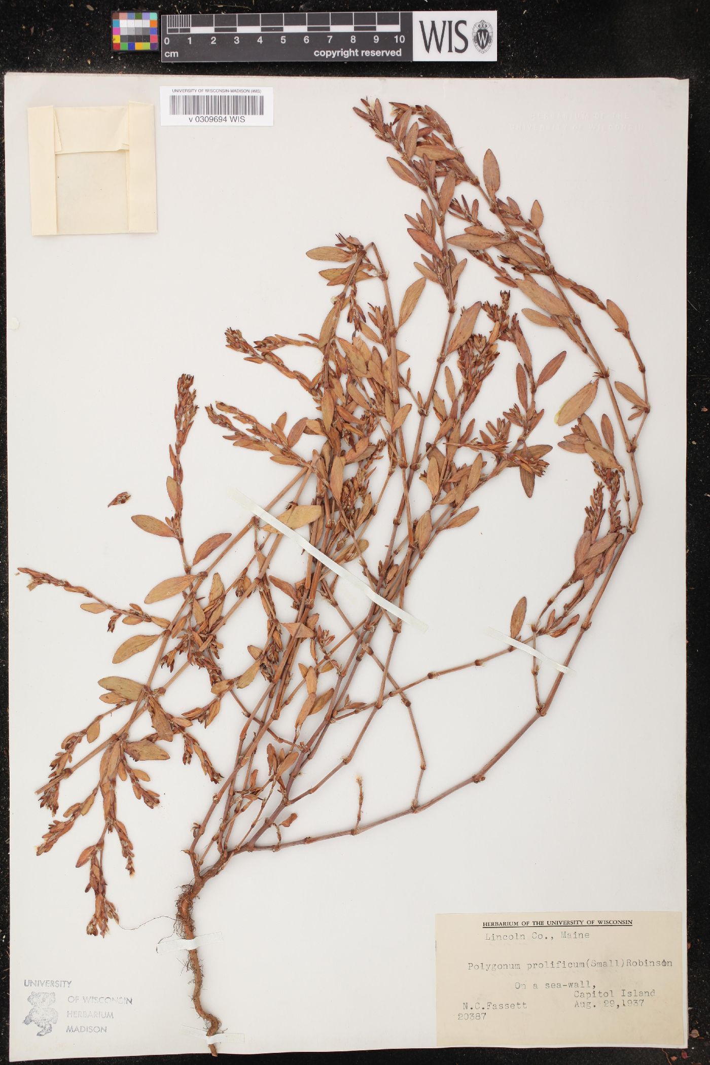 Polygonum ramosissimum var. prolificum image