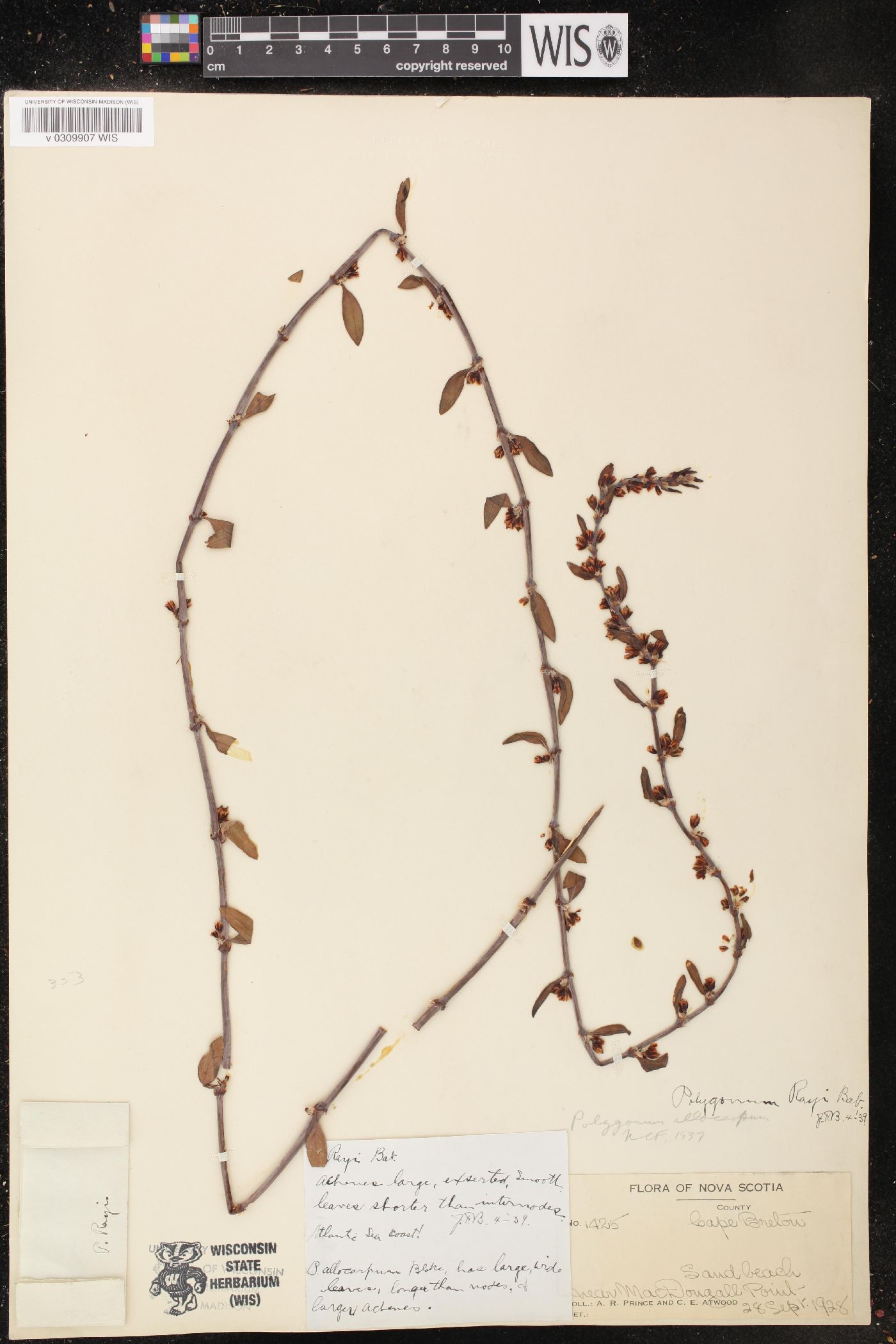 Polygonum raii image