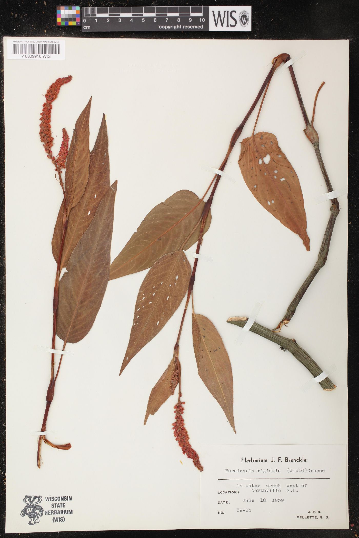 Persicaria rigidula image
