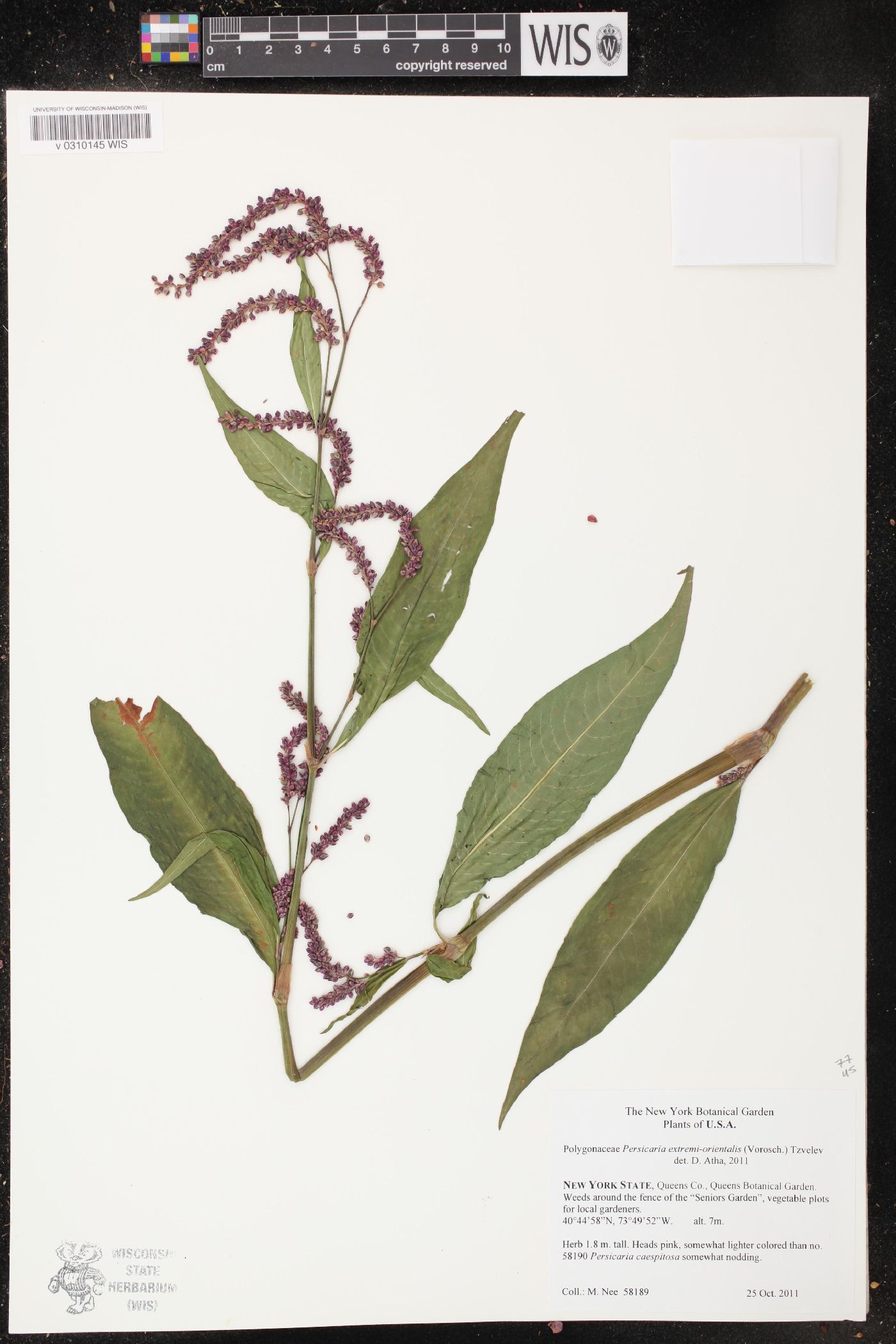 Polygonum extremiorientale image