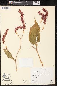 Persicaria orientalis image