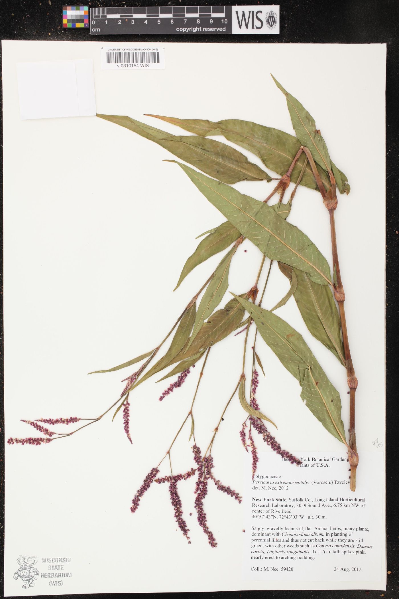 Persicaria extremiorientalis image