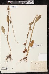 Rumex acetosa image