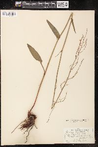 Rumex acetosa image