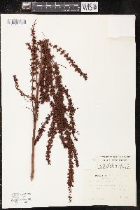 Rumex altissimus image