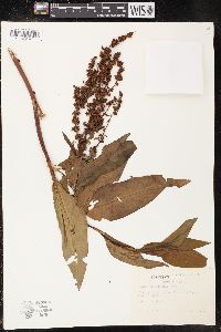 Rumex altissimus image