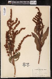 Rumex altissimus image