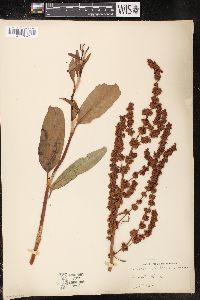 Rumex altissimus image