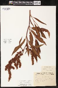 Rumex altissimus image