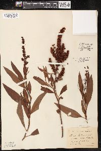 Rumex altissimus image