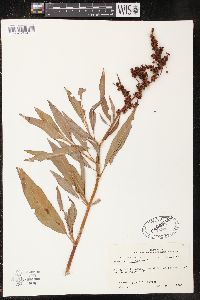 Rumex altissimus image