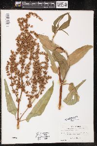 Rumex altissimus image