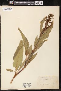 Rumex altissimus image