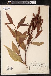 Rumex altissimus image