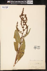 Rumex altissimus image