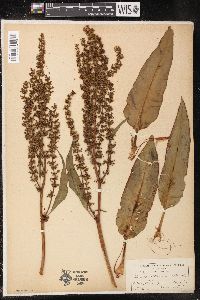 Rumex altissimus image