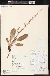 Rumex arcticus image