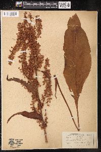 Rumex altissimus image