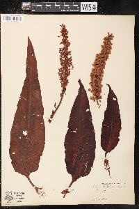 Rumex altissimus image