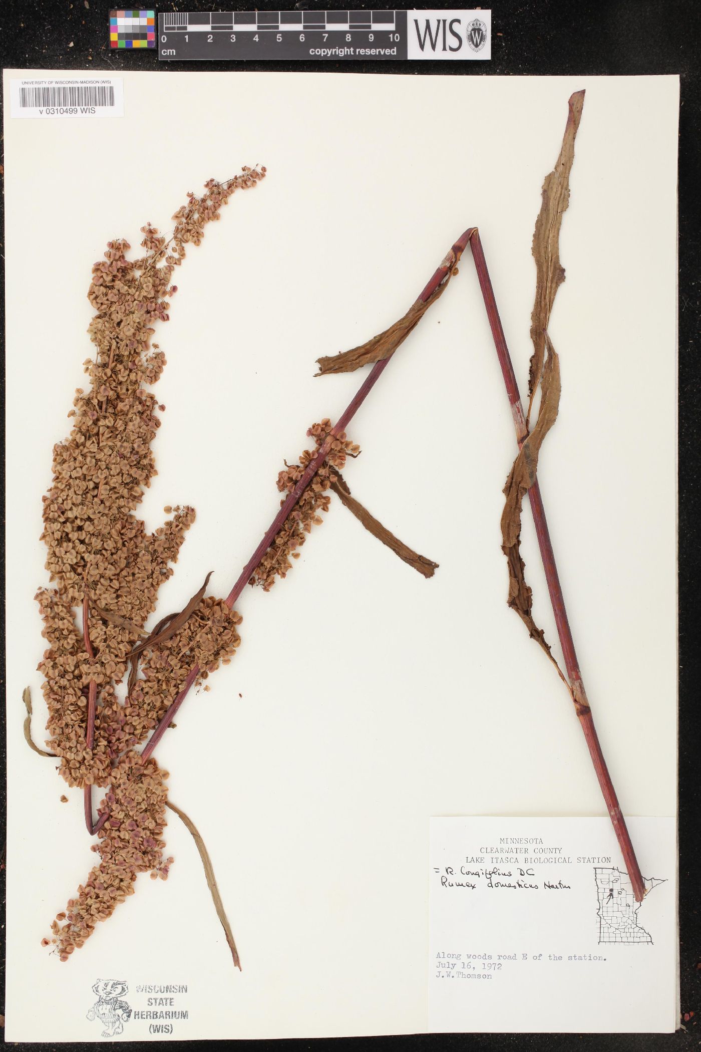 Rumex longifolius image