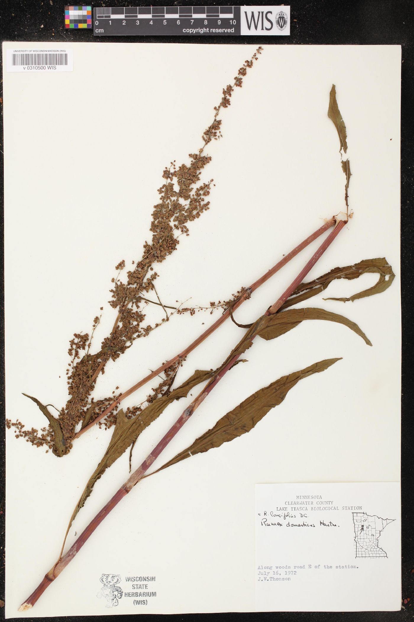 Rumex longifolius image