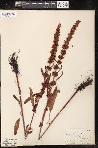 Rumex occidentalis image