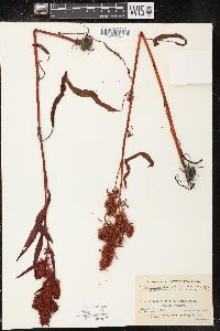 Rumex fueginus image