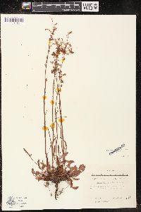 Rumex fueginus image