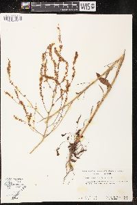 Rumex fueginus image