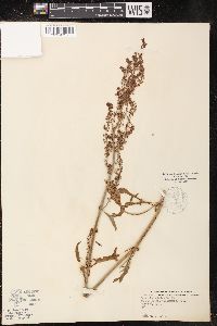 Rumex fueginus image