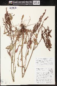 Rumex hastatulus image