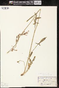 Rumex hastatulus image