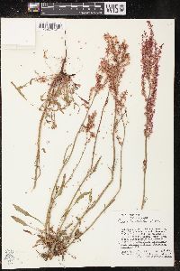 Rumex hastatulus image