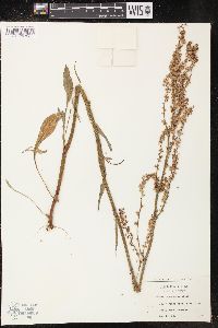 Rumex hastatulus image