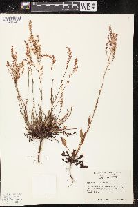 Rumex hastatulus image