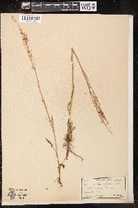 Rumex hastatulus image