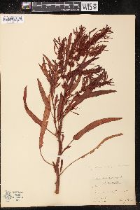 Rumex maritimus image