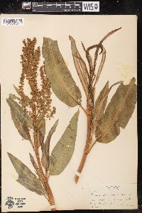 Rumex mexicanus image