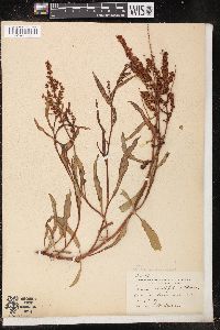 Rumex mexicanus image