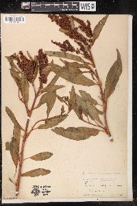 Rumex mexicanus image